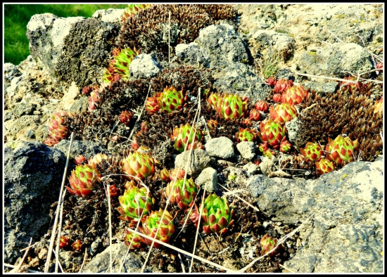 skalné ruže z Kamenných vrát ...