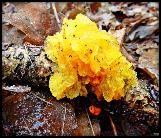 hádanka pre mykológov - čo je to ? ...