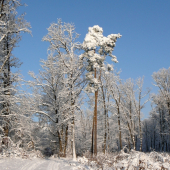 kedy už bude takto ... ?
