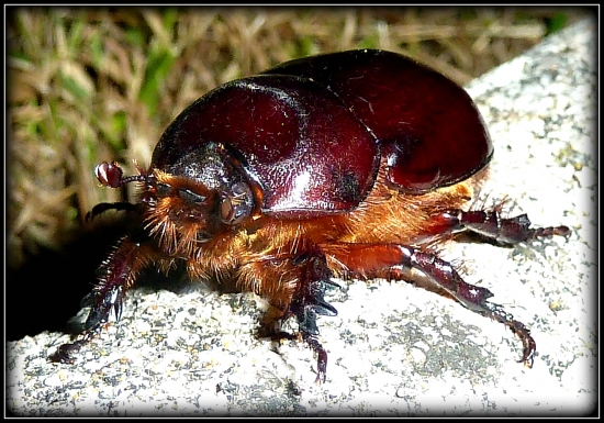 zriedkavý chrobáčik - nosorožtek ...