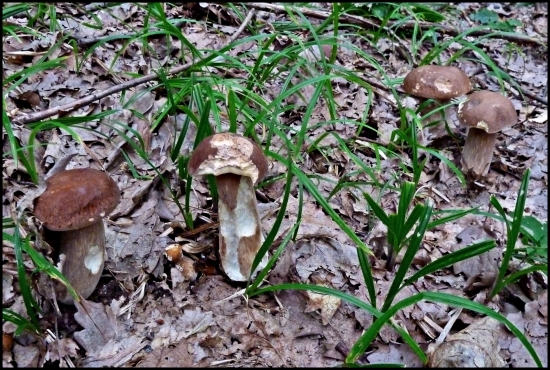 keď hubár zaplesá ...