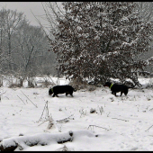 už idem, čo si našiel...?