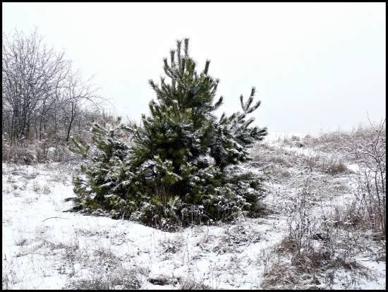 snehový poprašok ...