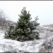 snehový poprašok ...