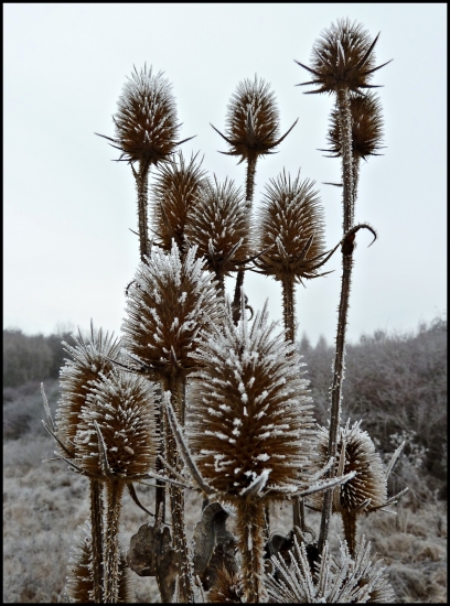 pichľavá námraza ...