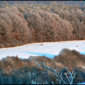 ...aj so srnčou ...