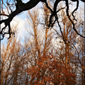 v žiari podvečerného slnka  I. ...