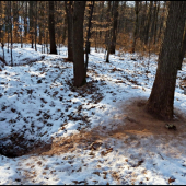 borsuk sa chodí vetrať ...