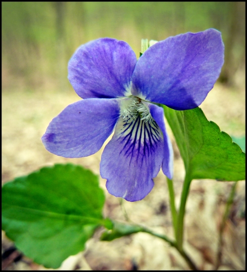 trocha jari - fialka ...