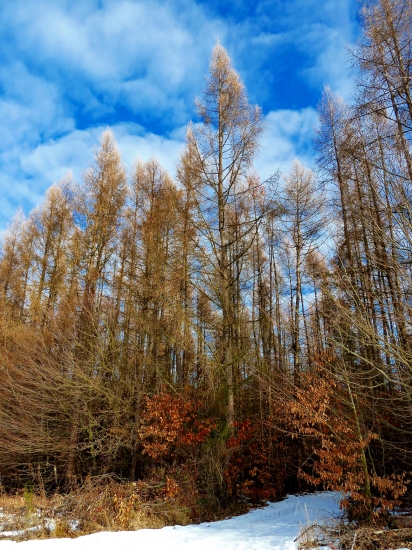 smrekovce v zime ...