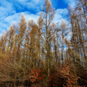 smrekovce v zime ...