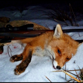 Lišiačik, ktorý bol dosť ďaleko ...