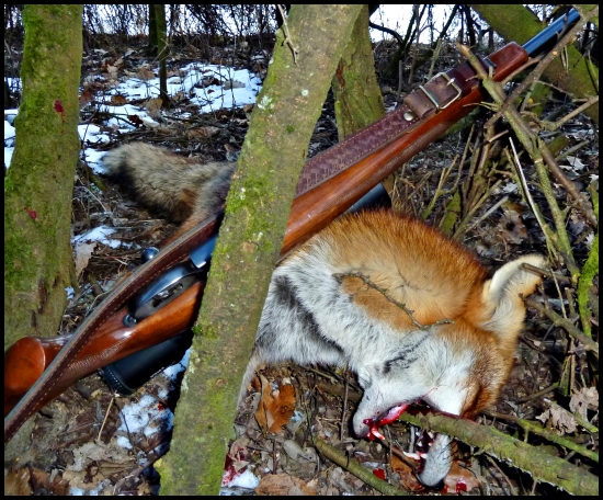Líška, ktorá si sama dala posledný hryz ...