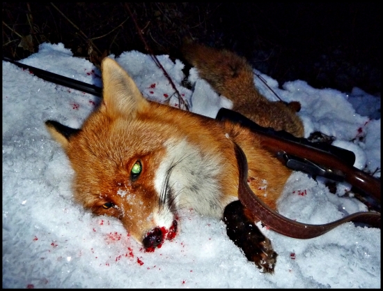 pokrivkávjúci lišiak ...