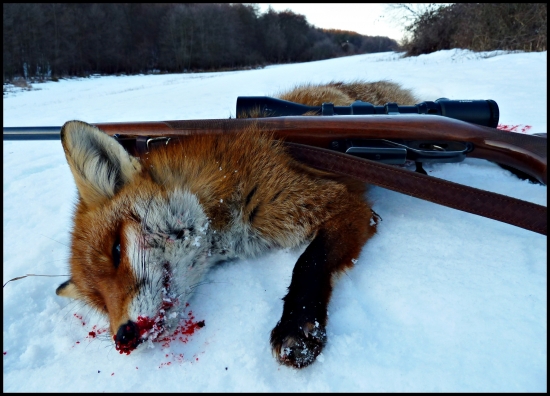 Líška z ID 152085 v plnej kráse