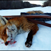 Líška z ID 152085 v plnej kráse