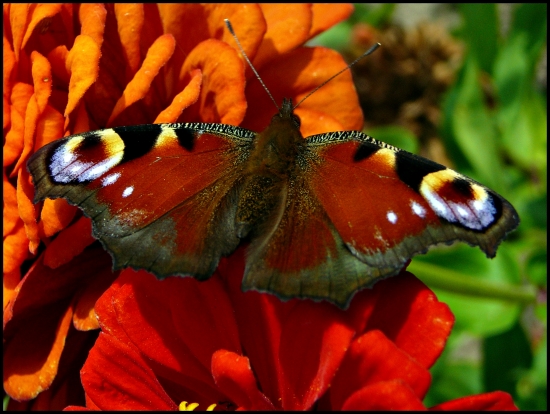 Na zahriatie - babočka ...