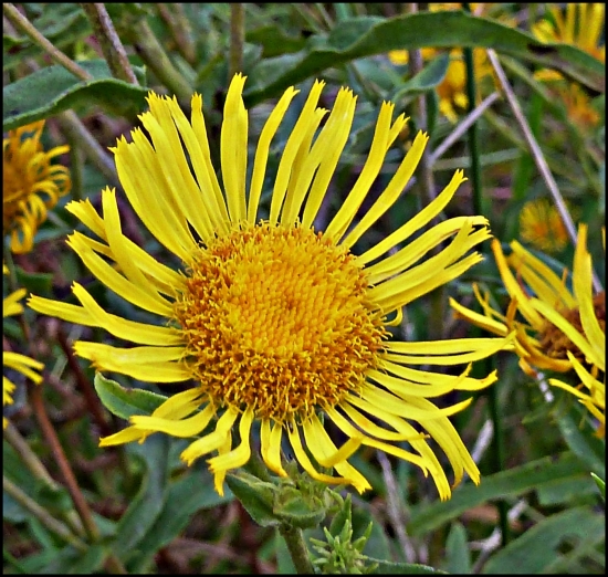 kvietkové slniečko ...