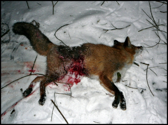 prašivina v bedrovej oblasti ...