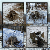 zopár našich solísk ...