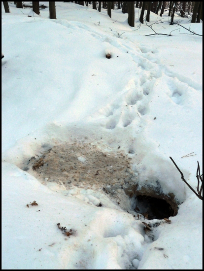 V noci ležala pred dierou /líška/ ...