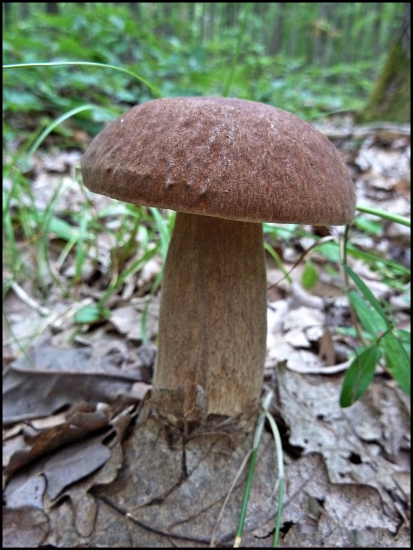 ďalšia hríbiková ...