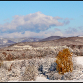 sniežiková ... :-)