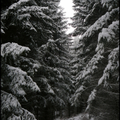 zasneženou cestou ...