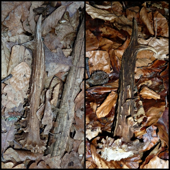 druhý srnčí v živote ...