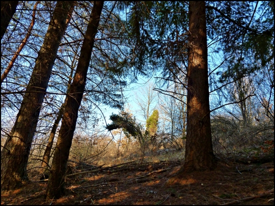 pohľad spod dúglasiek ...