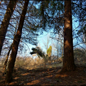 pohľad spod dúglasiek ...