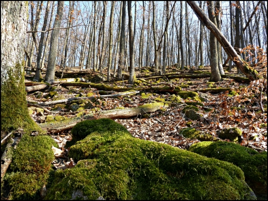 obrastené machom ...