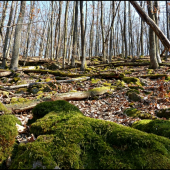 obrastené machom ...