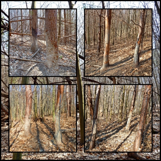 diviačie antisvrbiče :-)