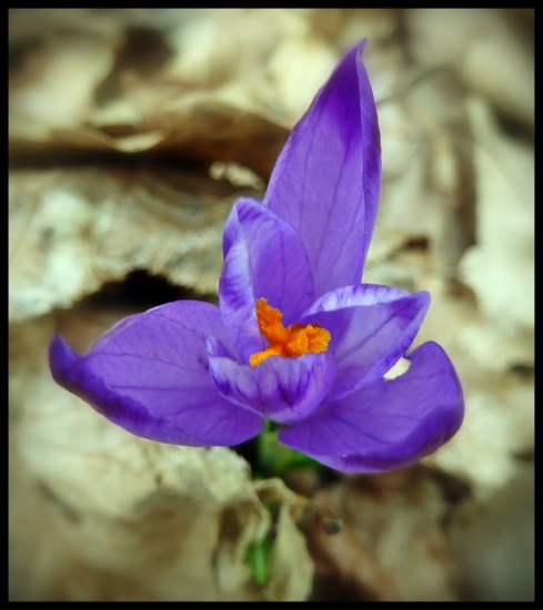 za chvíľu porastú ...