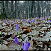modrý koberec ...