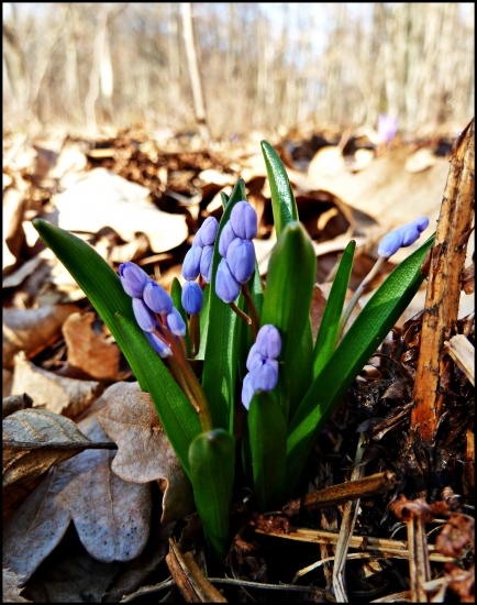 scilla dvojlistá - mláďa ...:-)