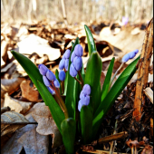scilla dvojlistá - mláďa ...:-)