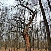 rozprávkový strom ...