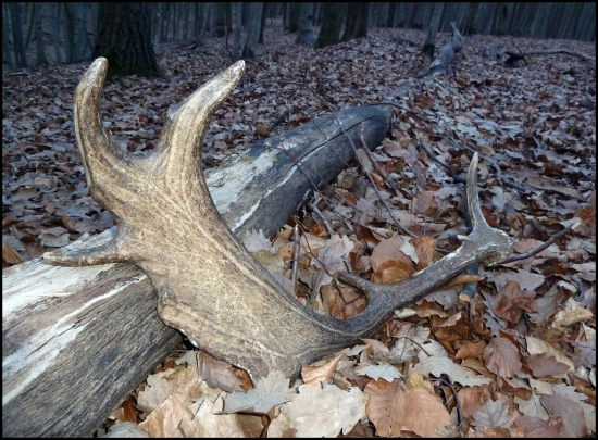 hľadám jelení a ľaľa ho, danielí...