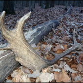 hľadám jelení a ľaľa ho, danielí...