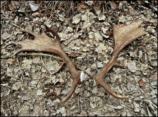 a jelení nie a nie nájsť ...