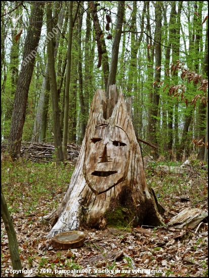 lesný škriatok ...