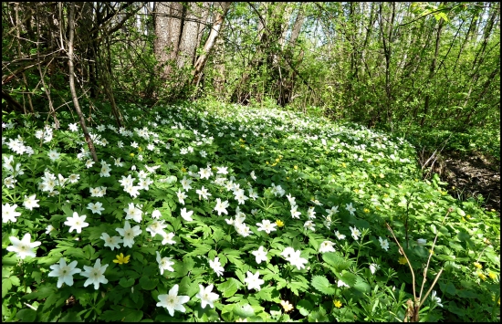 iba sa tak beleli. ..
