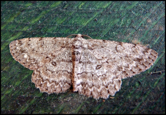 nočný motýľ ....