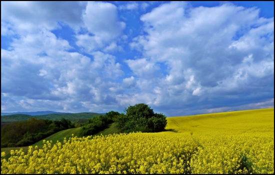 repková ...