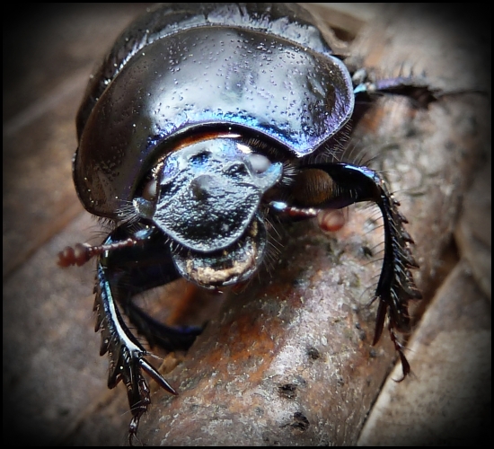 Lajniakov široký úsmev ... :-)