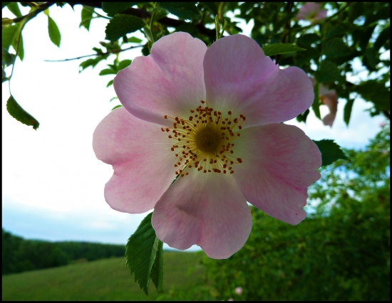 Ruža šípová   (Rosa canina L.) ...