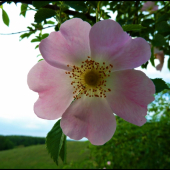 Ruža šípová   (Rosa canina L.) ...