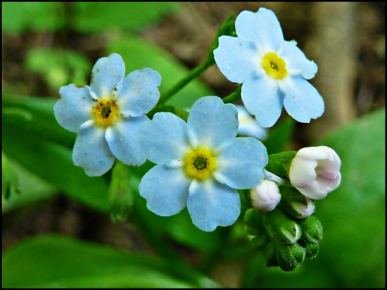 kvet, čo má dobrú pamäť ... :-)